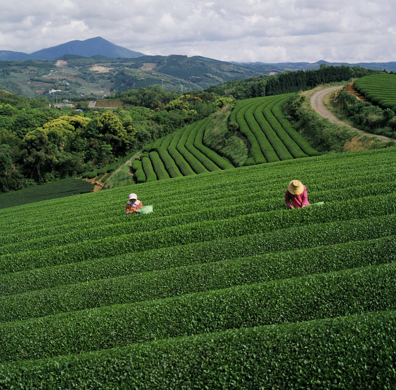 そのぎ茶